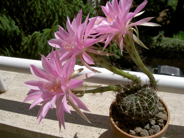 Echinopsis sp. 