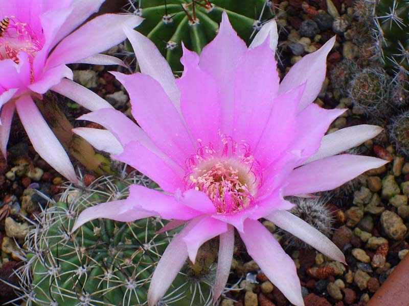 Echinopsis ancistrophora 