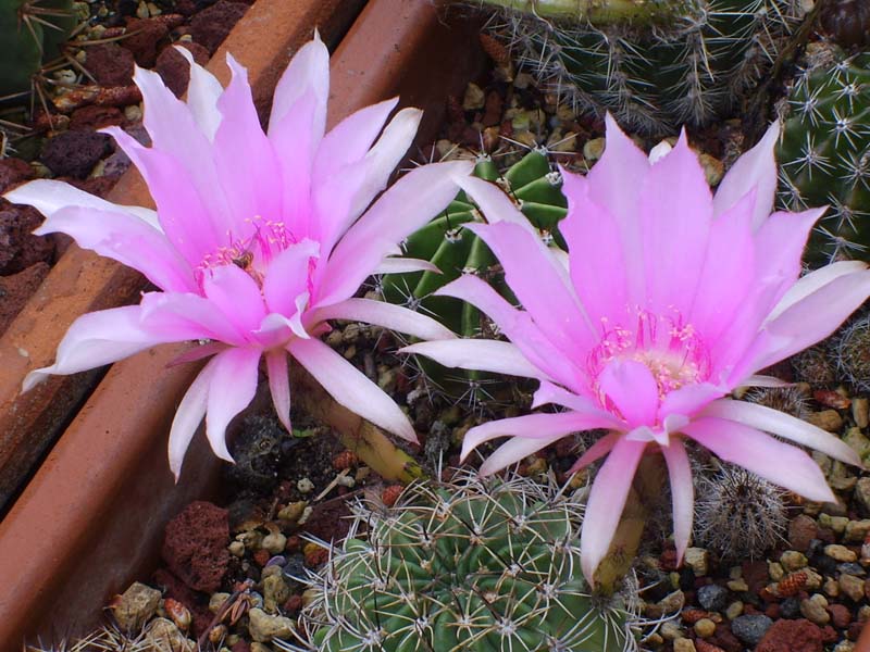 Echinopsis ancistrophora 