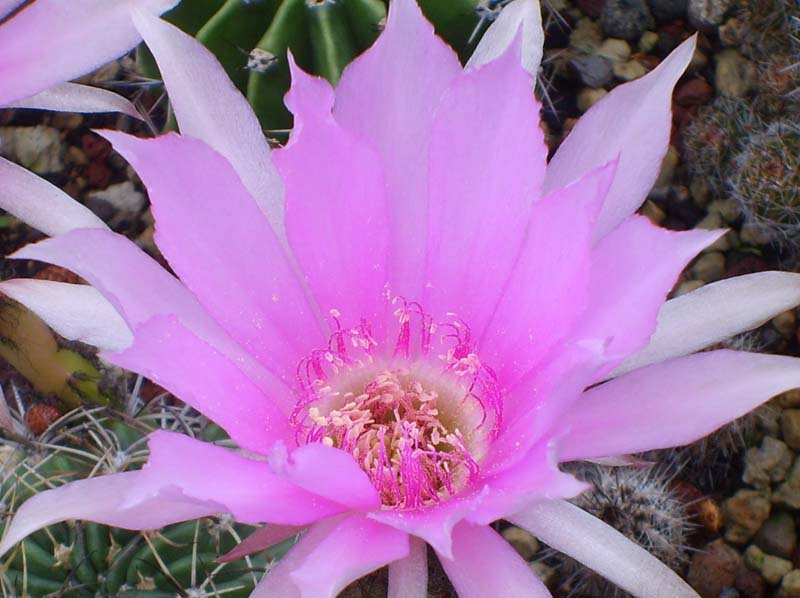 Echinopsis ancistrophora 