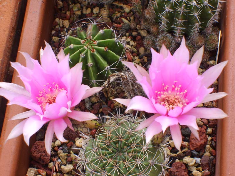 Echinopsis ancistrophora 