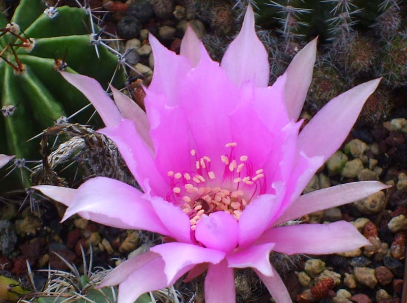 Echinopsis ancistrophora 