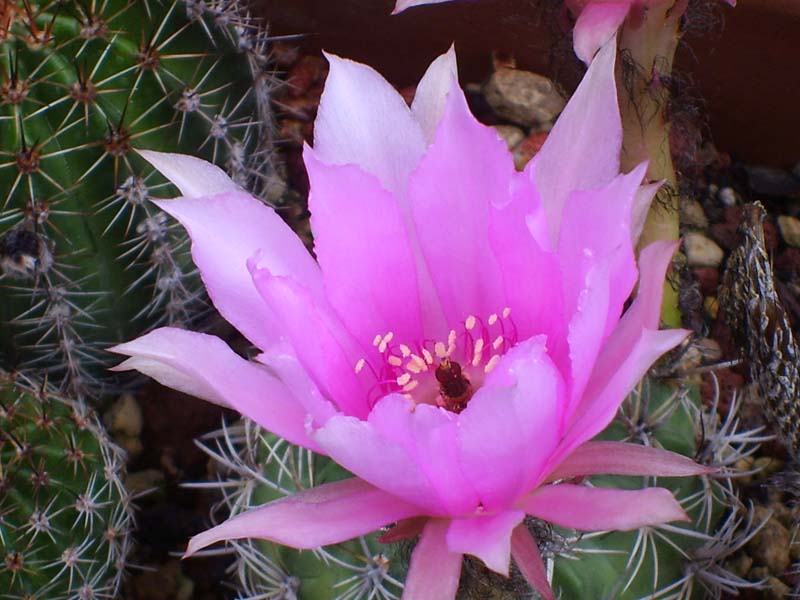 Echinopsis ancistrophora 