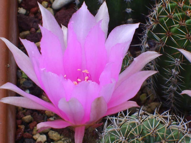 Echinopsis ancistrophora 