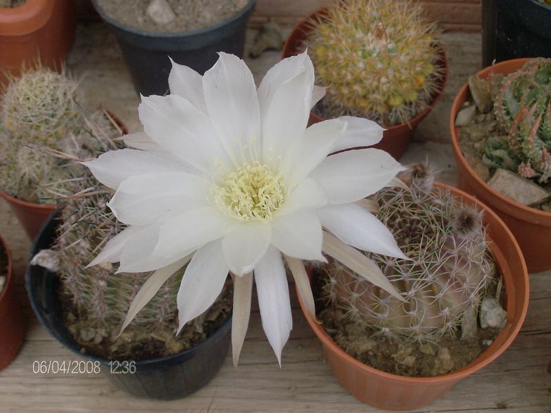 Echinopsis ancistrophora 