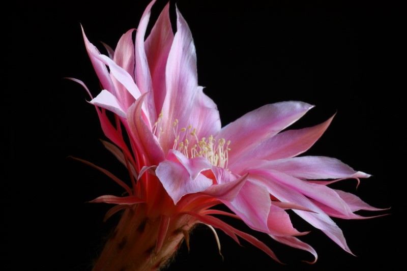 Echinopsis cv. beyond infinity 