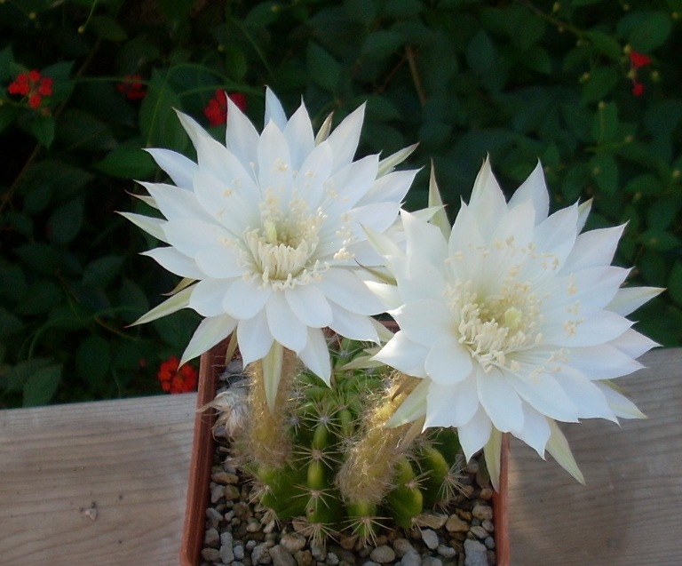 echinopsis calochlora