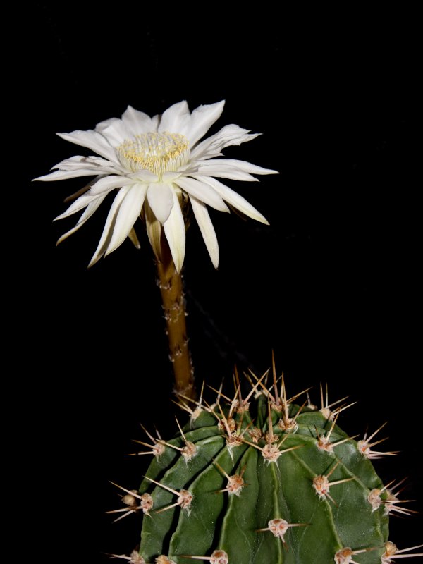 Echinopsis chacoana 