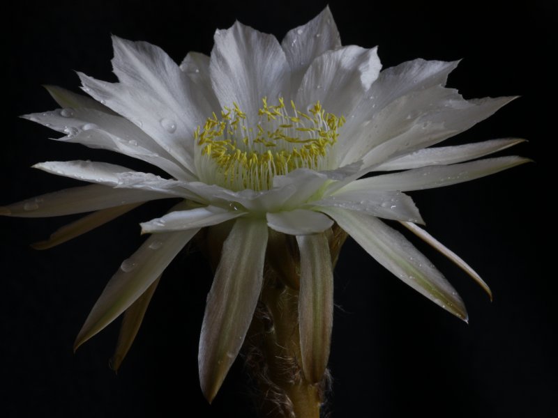 Echinopsis chacoana 