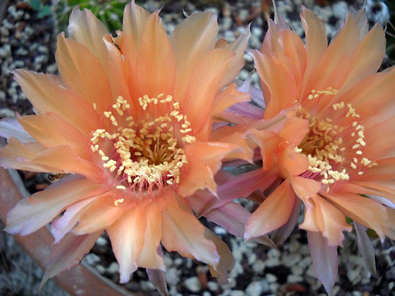 Echinopsis cv. champagner 