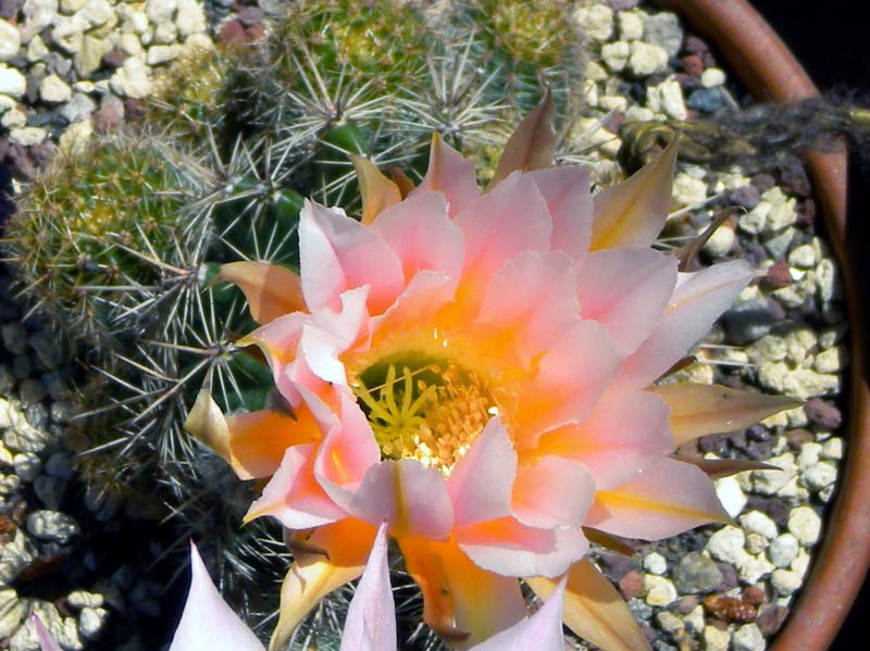 Echinopsis cv. danisa 