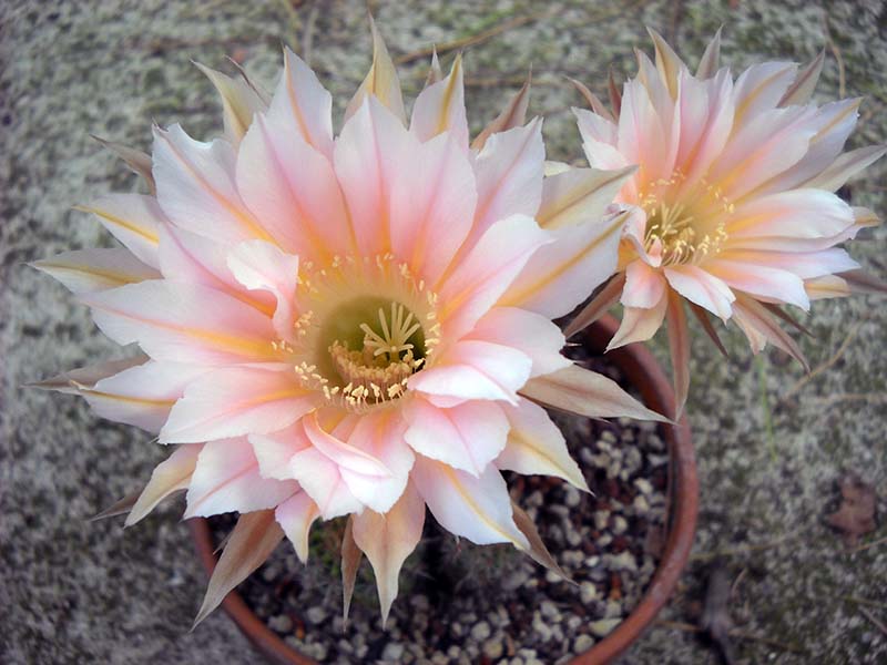 Echinopsis cv. danisa 