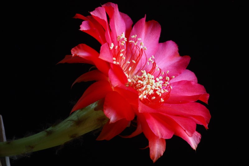 Echinopsis cv. hot lips 