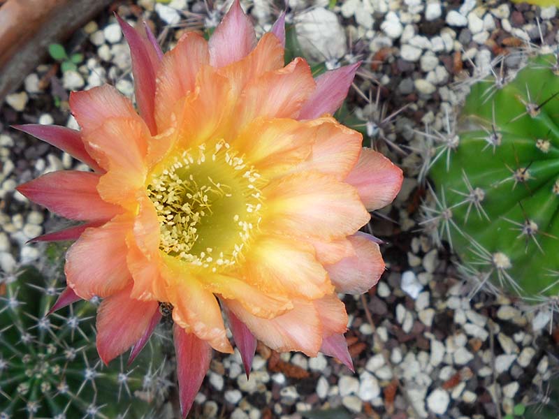 Echinopsis cv. joker 