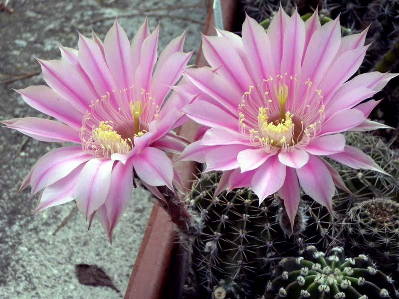 Echinopsis cv. sterntaler 