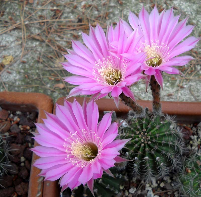 Echinopsis cv. sterntaler 