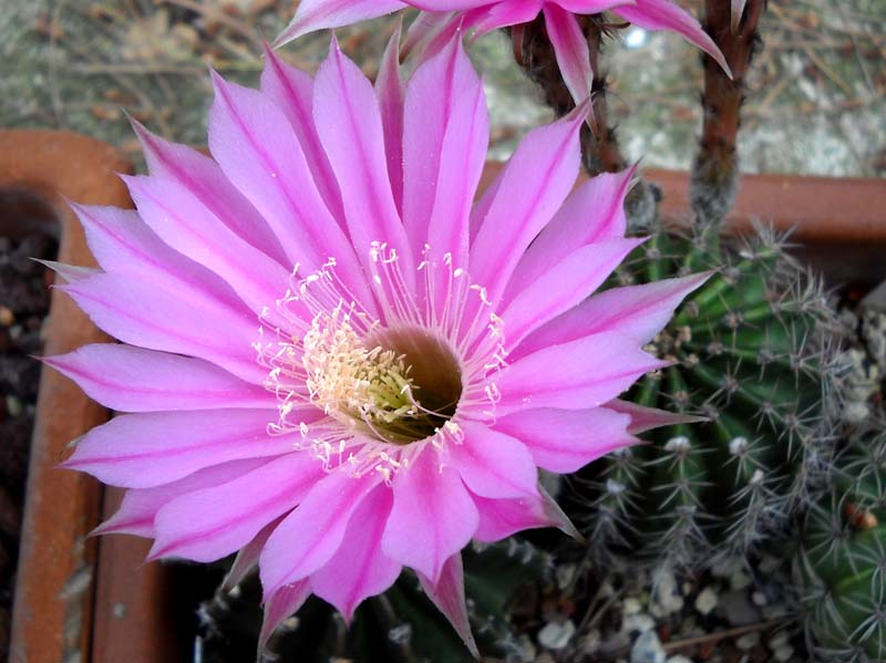 Echinopsis cv. sterntaler 