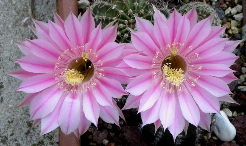 Echinopsis cv. sterntaler 