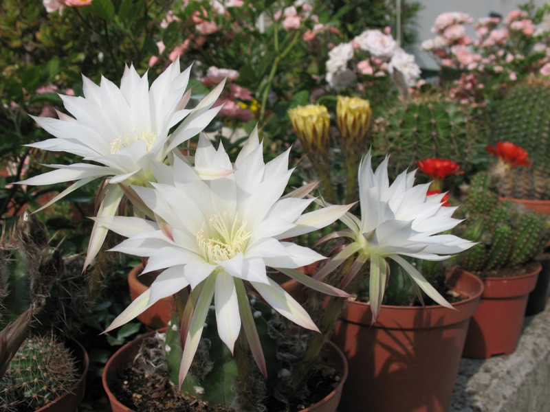 Echinopsis subdenudata 