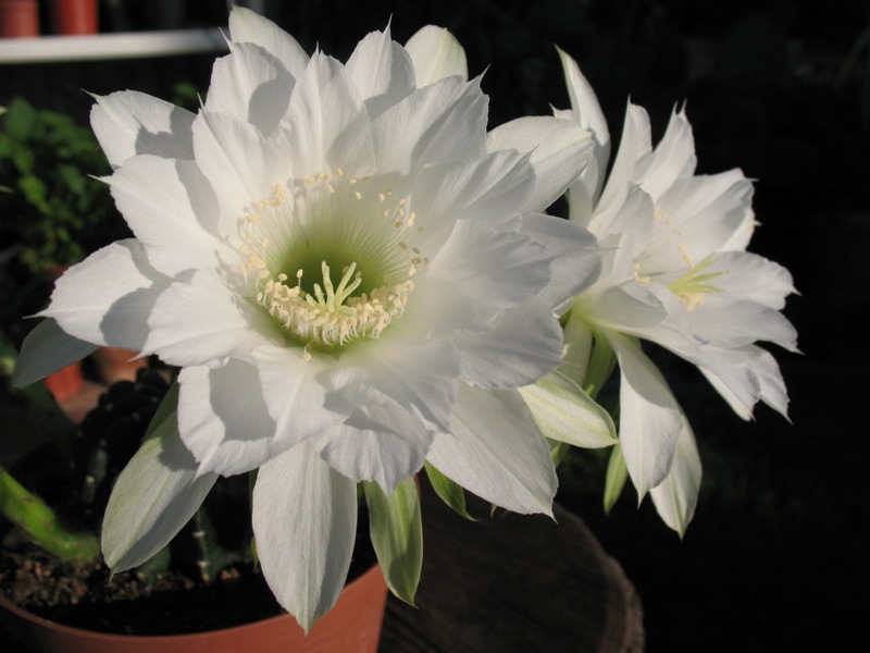 Echinopsis subdenudata 