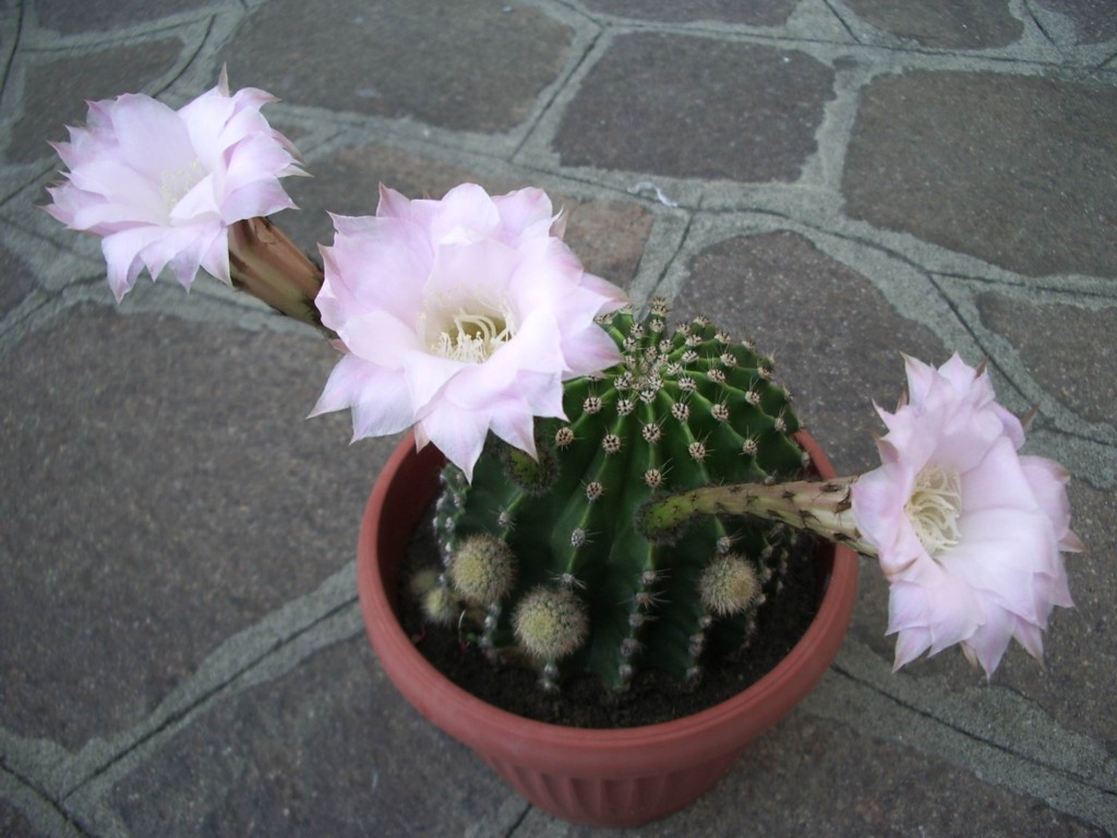 Echinopsis eyriesii  