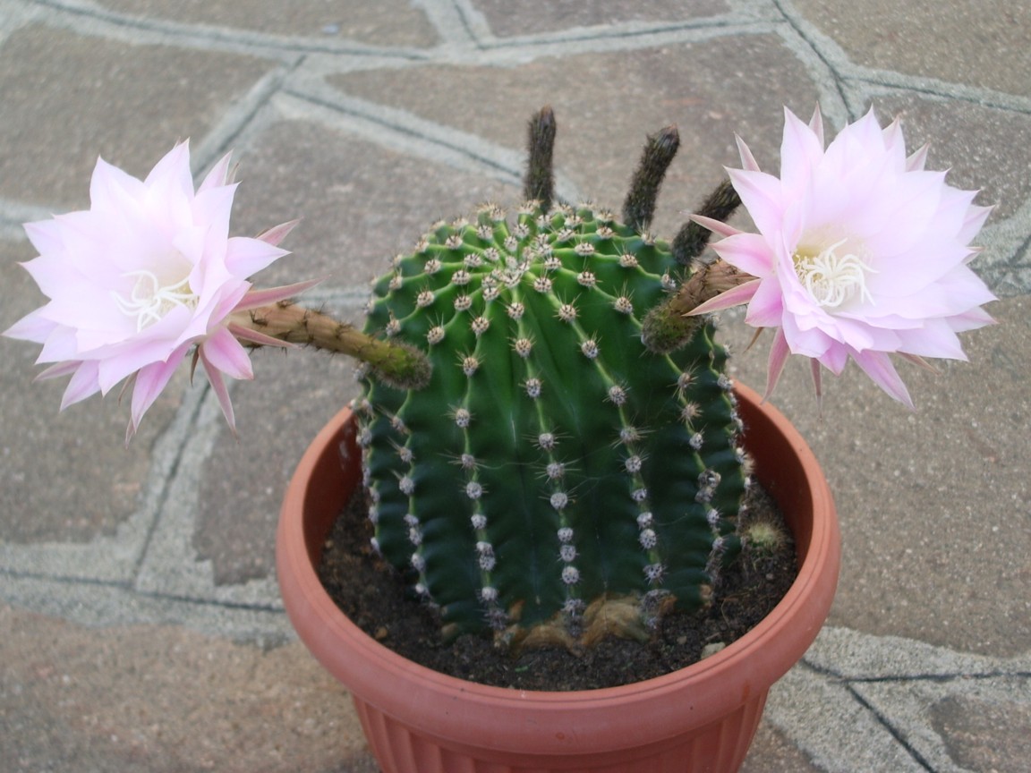 Echinopsis eyriesii  