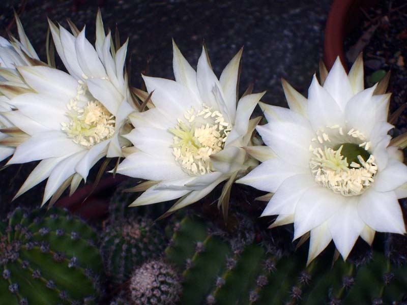 Echinopsis eyriesii 