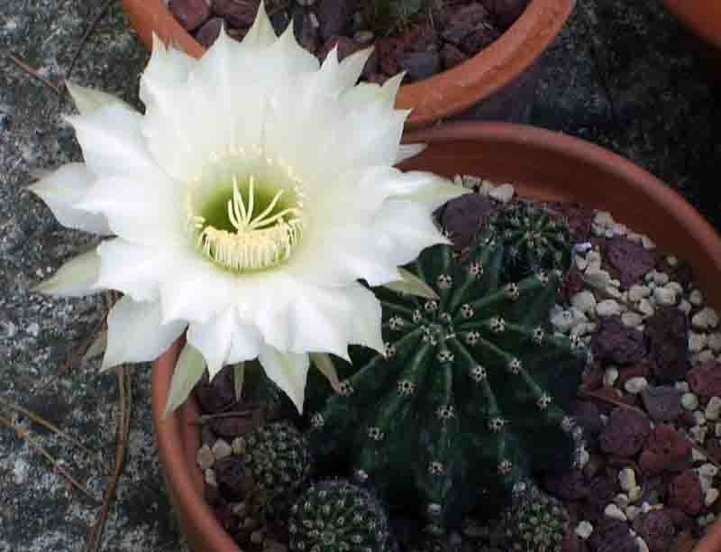 Echinopsis eyriesii 