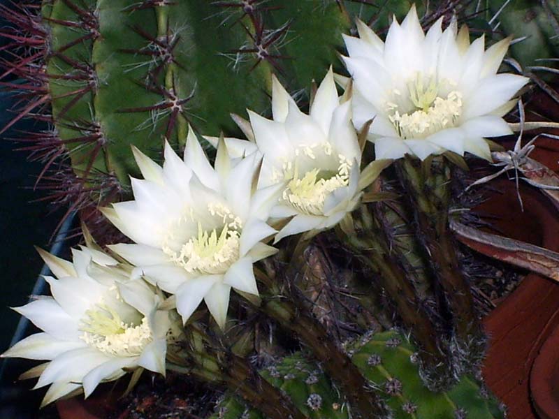 Echinopsis eyriesii 