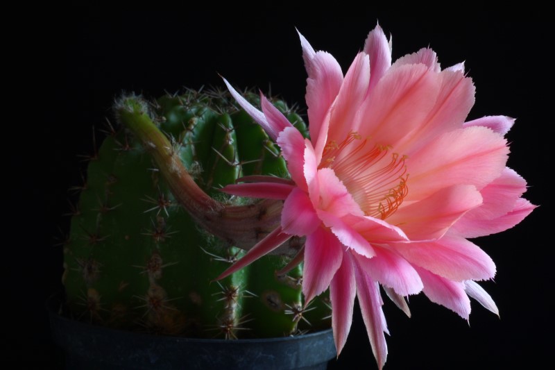 Echinopsis cv. sierra skyline 