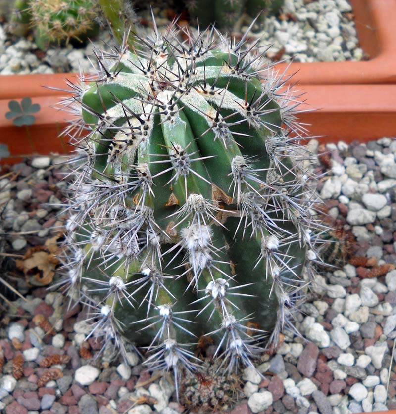 Echinopsis cv. haku-jo 