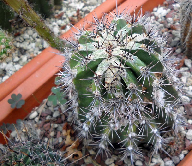 Echinopsis cv. haku-jo 