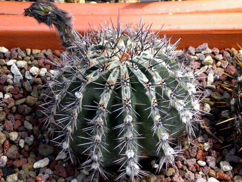 Echinopsis cv. haku-jo 