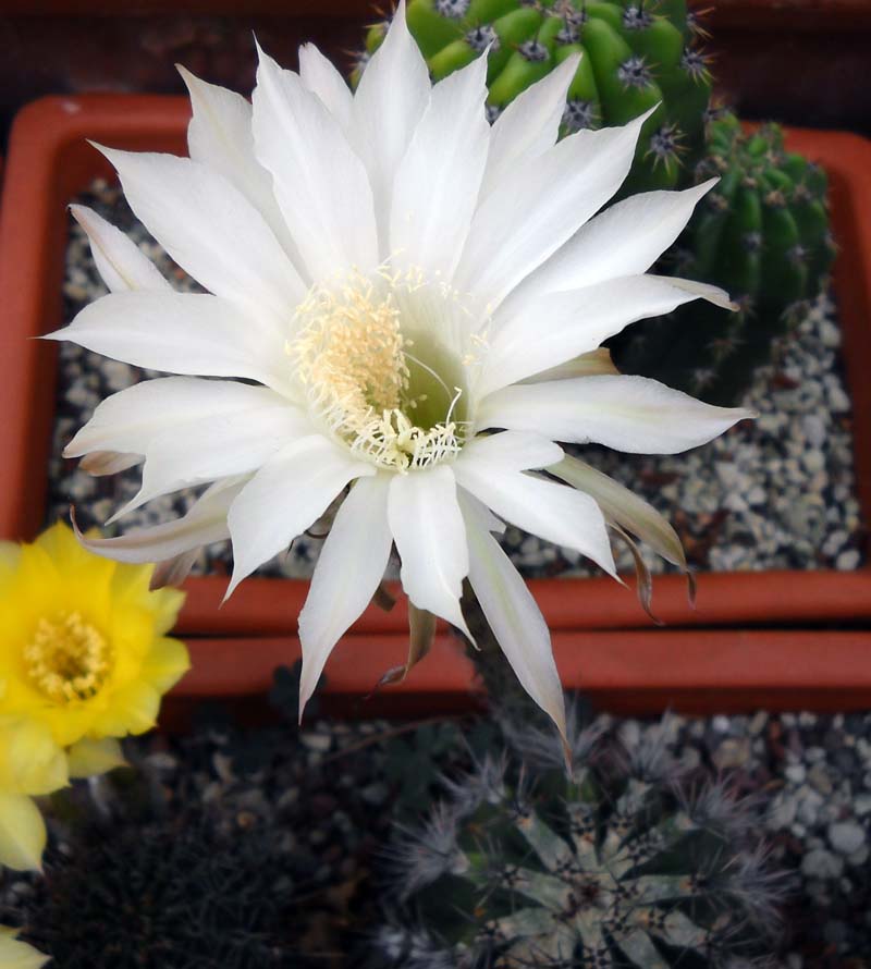 Echinopsis cv. haku-jo 