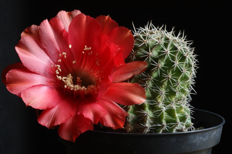 echinopsis cv. hot lips