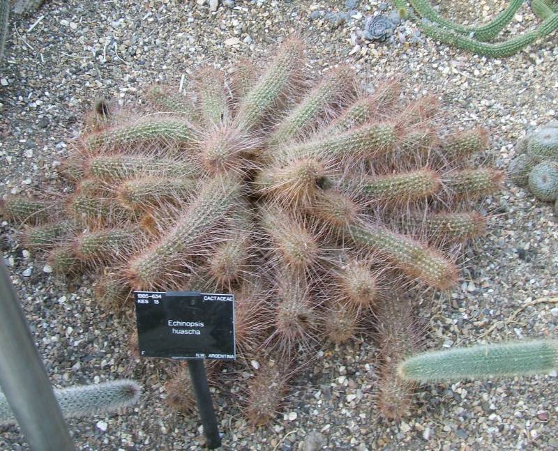 Echinopsis huascha 