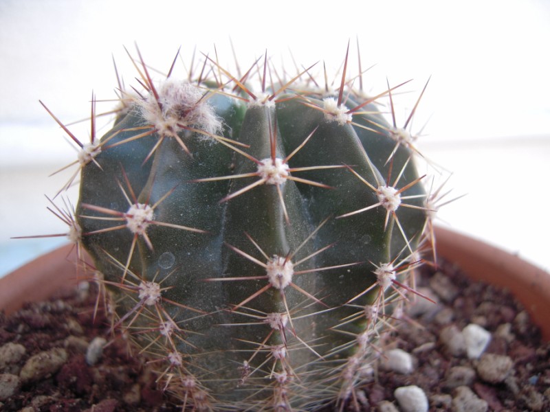 Echinopsis cv. beautiful dreamer 