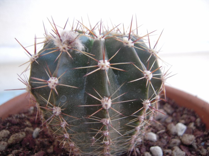 Echinopsis cv. beautiful dreamer 