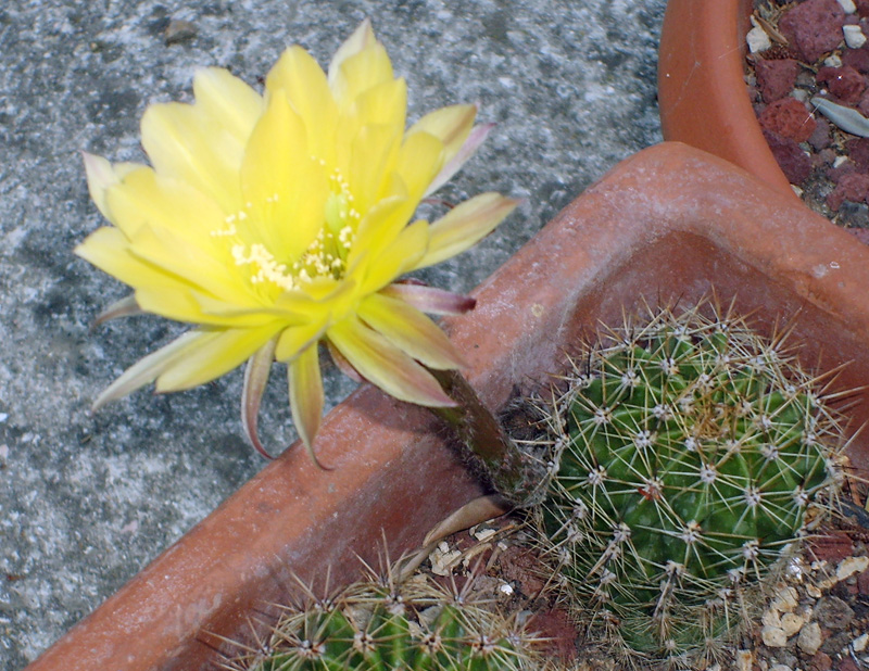 Echinopsis hybrida 