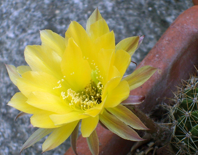 Echinopsis hybrida 