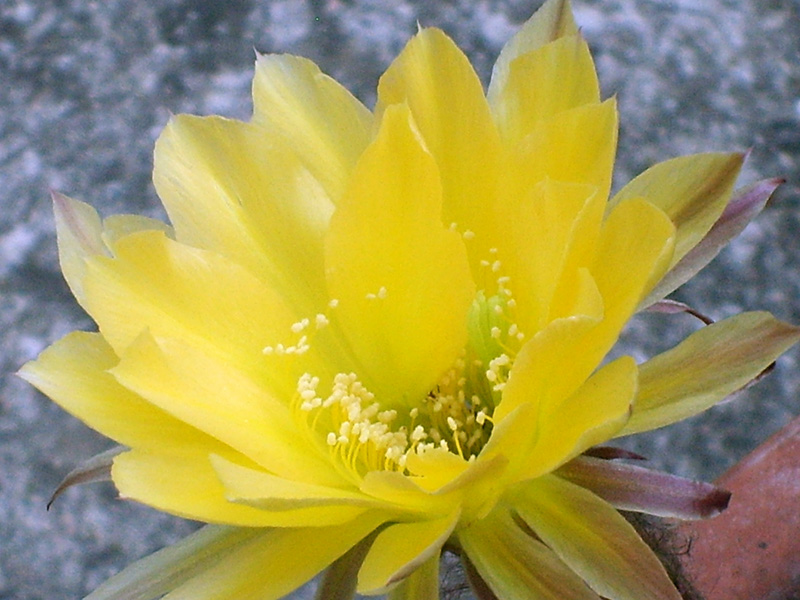 Echinopsis hybrida 