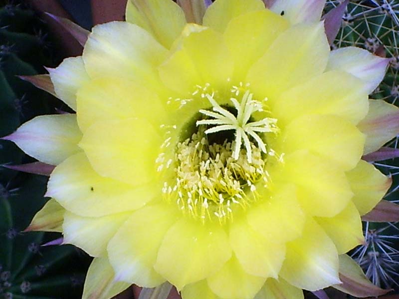 Echinopsis hybrida 