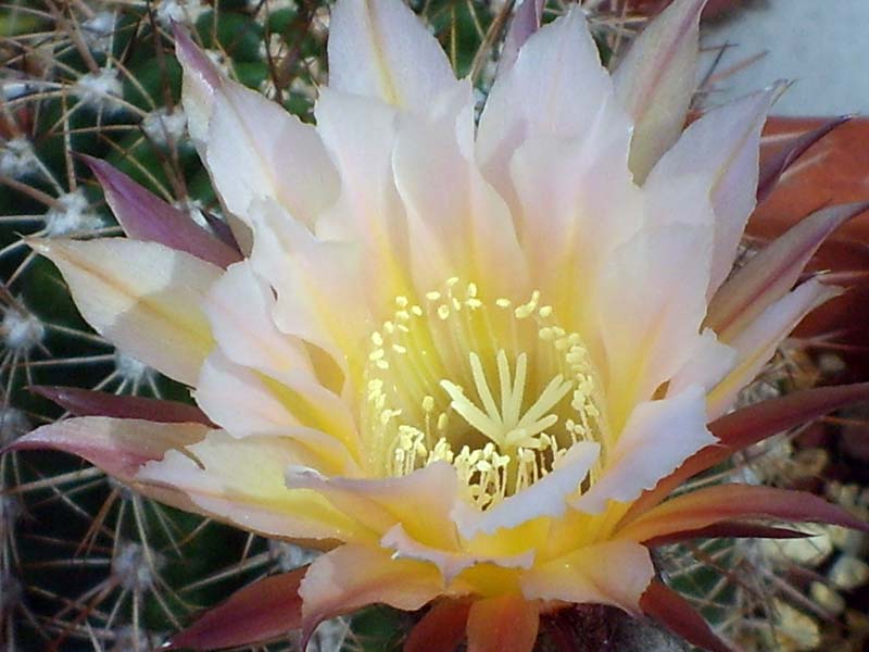 Echinopsis cv. danisa 