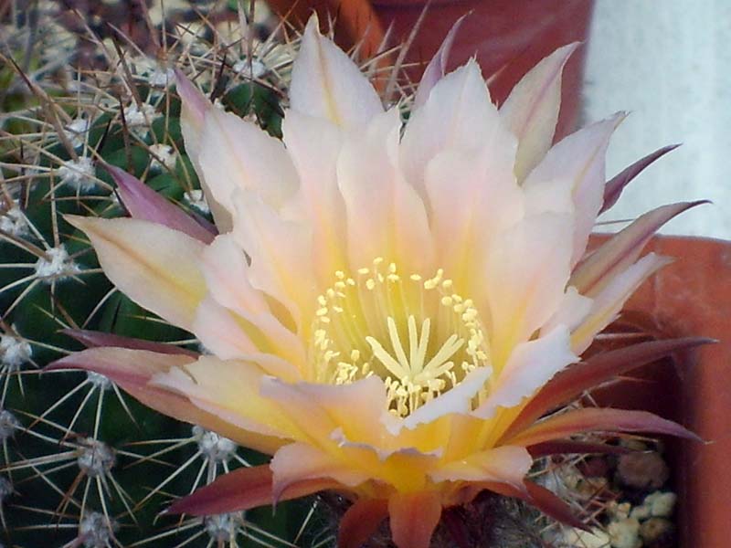 Echinopsis cv. danisa 