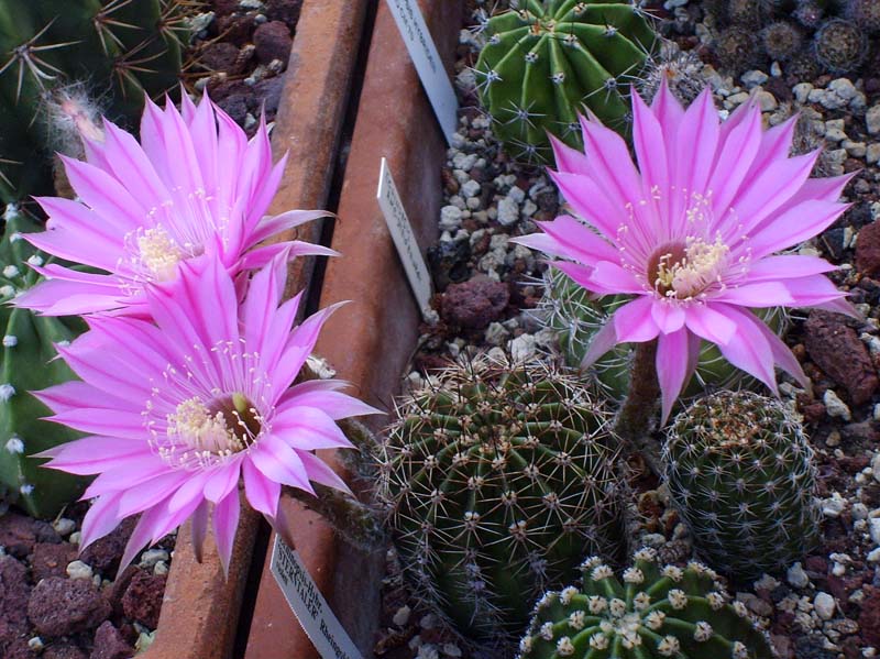 Echinopsis cv. sterntaler 