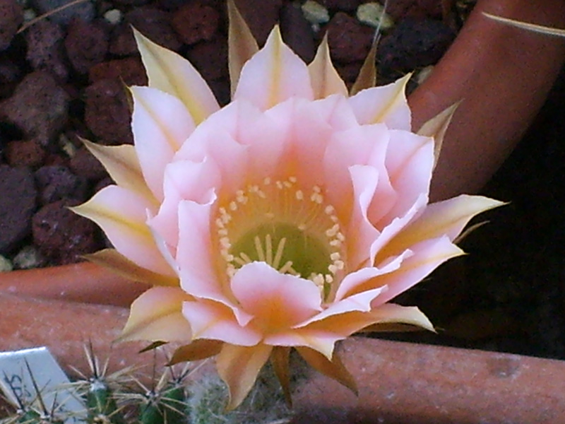 Echinopsis cv. danisa 