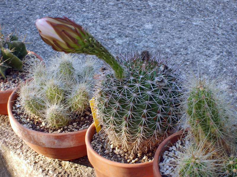 Echinopsis hystrichoides kermesina 