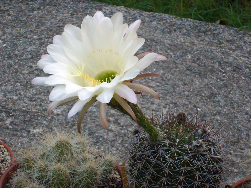 Echinopsis hystrichoides kermesina 