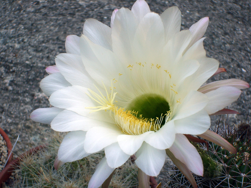 Echinopsis hystrichoides kermesina 