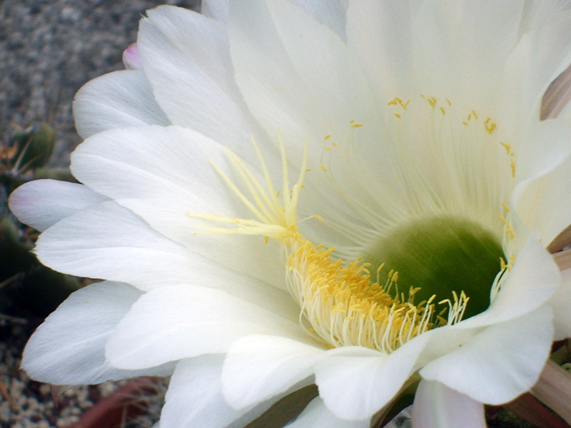 Echinopsis hystrichoides kermesina 